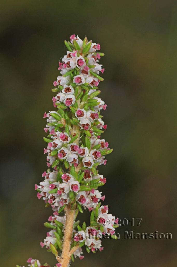 Erica hispidula