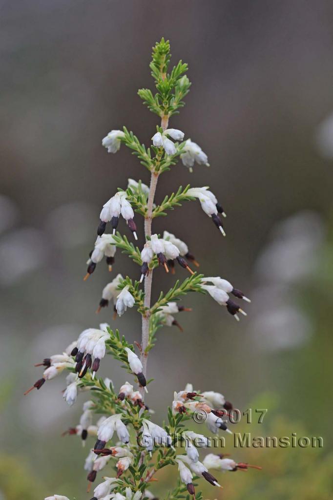 Erica imbricata