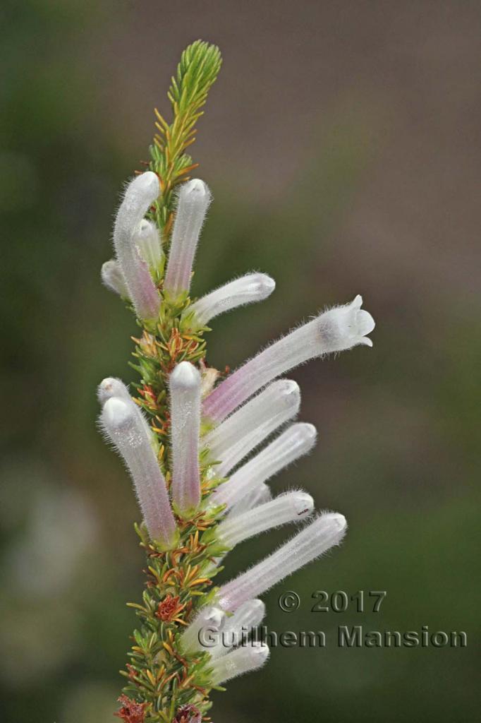 Erica perspicua