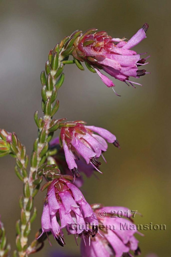 Erica sp.