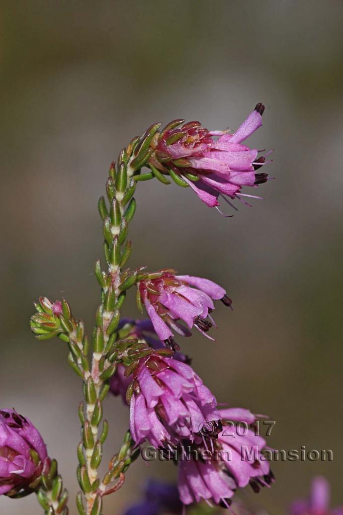 Erica sp.