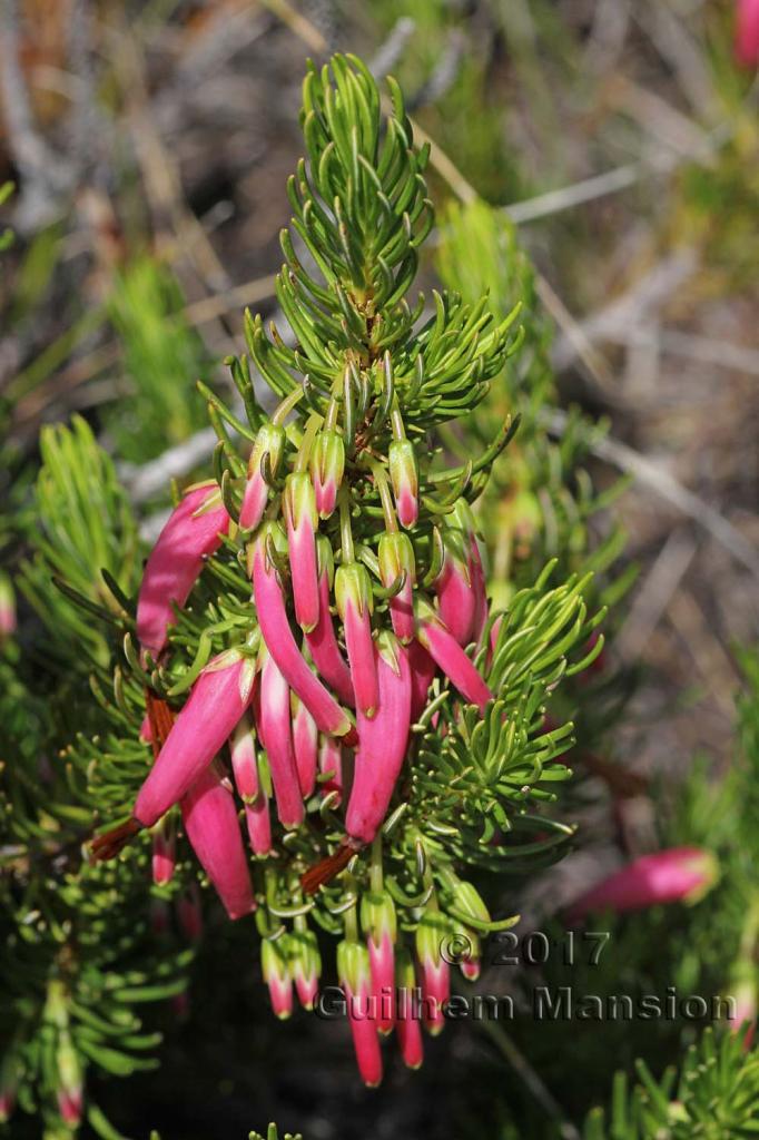 Erica plukenetii