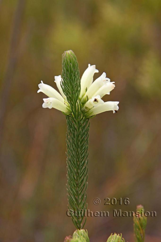 Erica sessiliflora