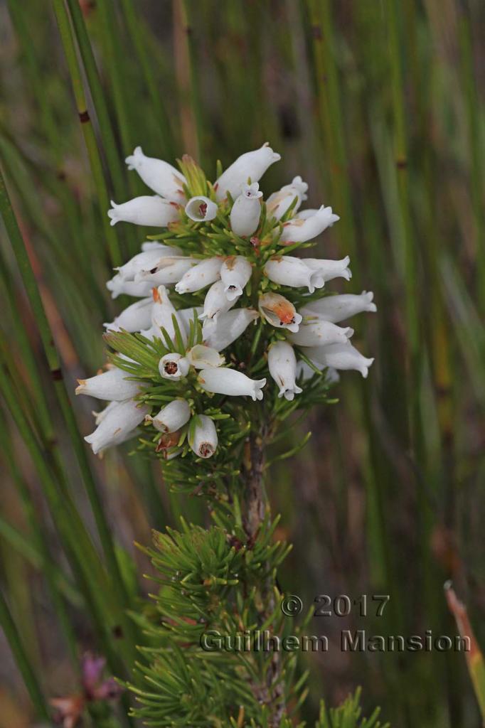 Erica sp.