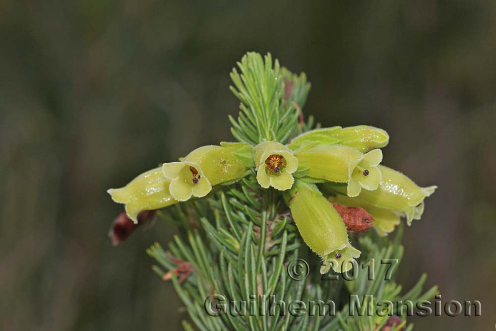 Erica sp.