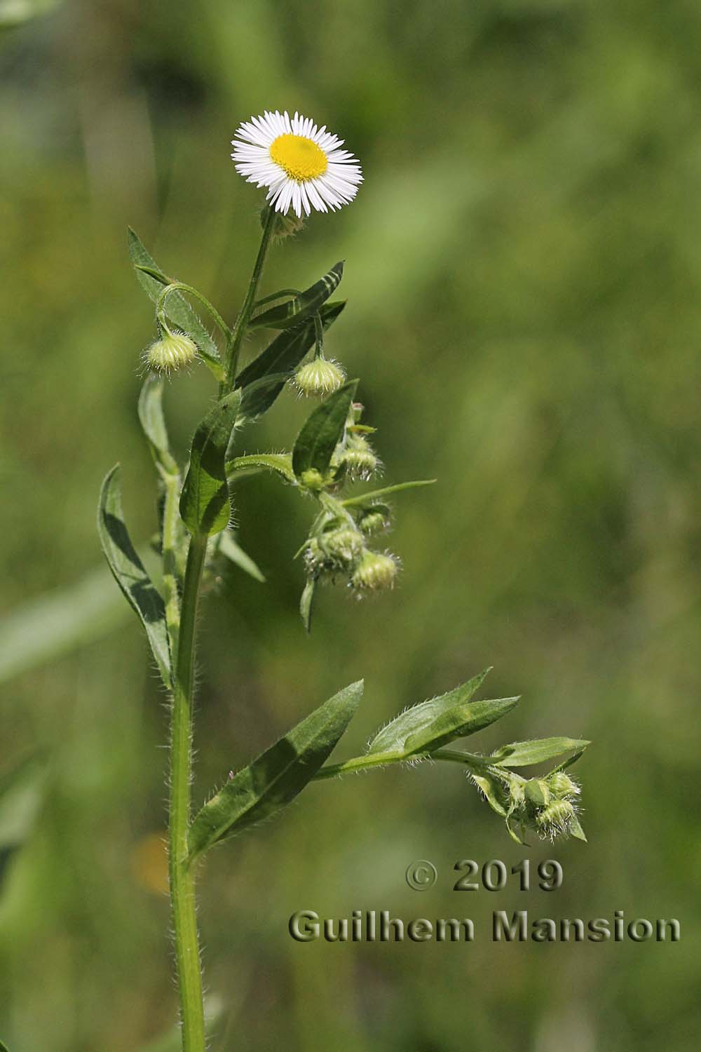 Erigeron annuus