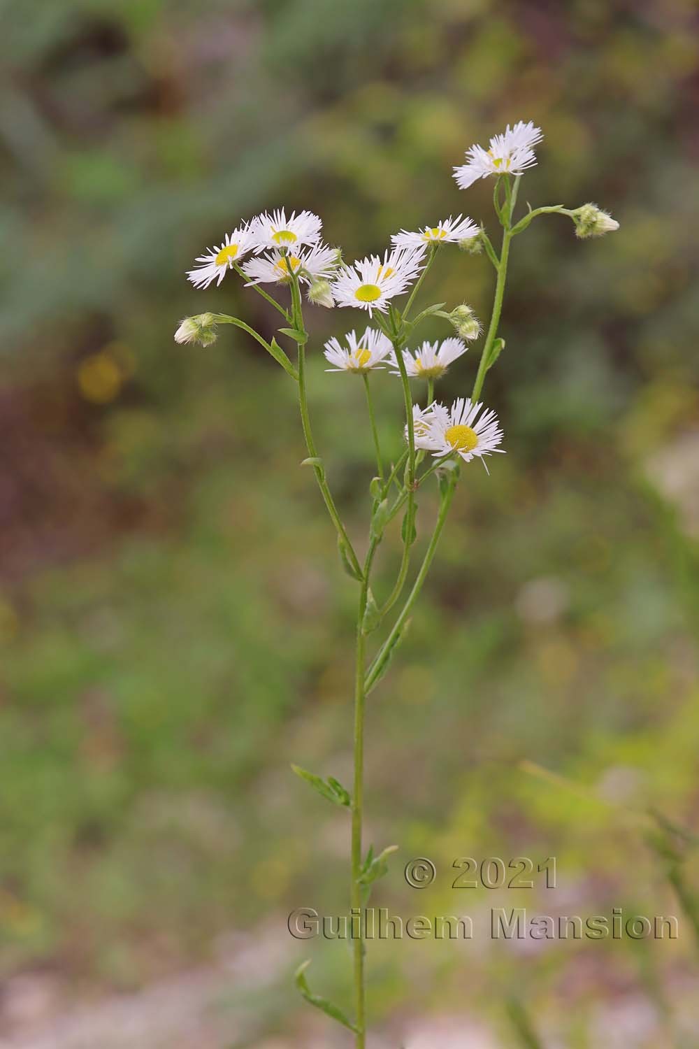 Erigeron annuus