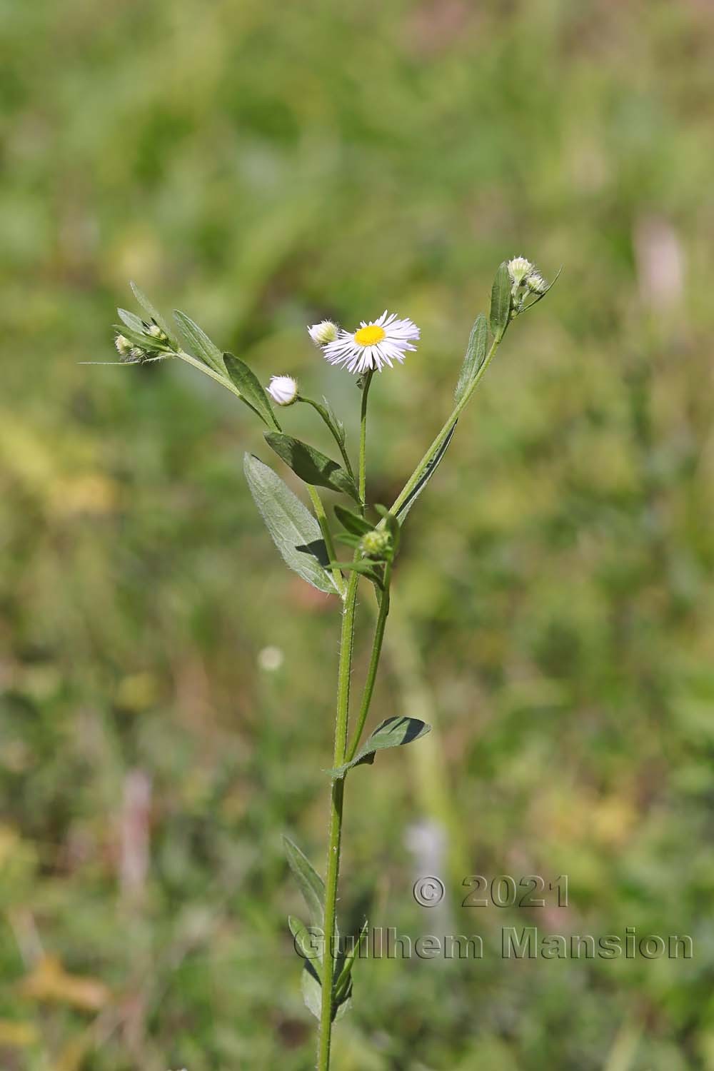 Erigeron annuus