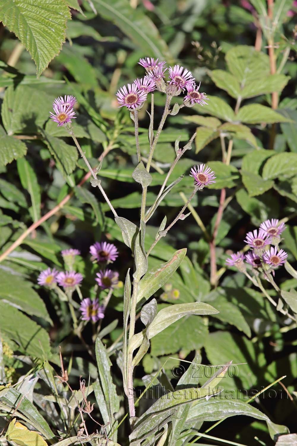 Erigeron atticus