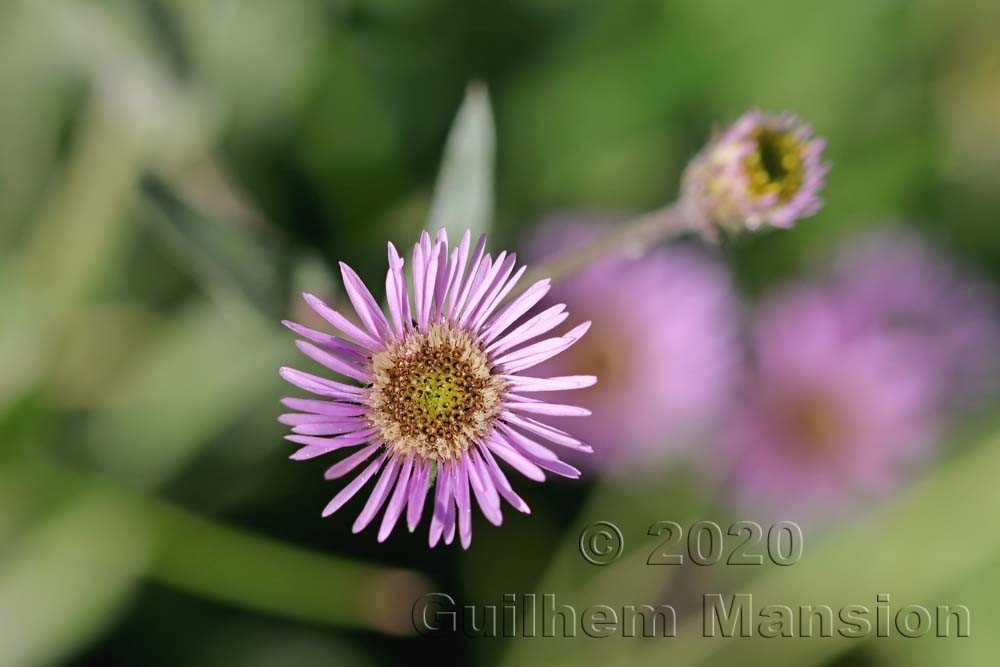 Erigeron atticus