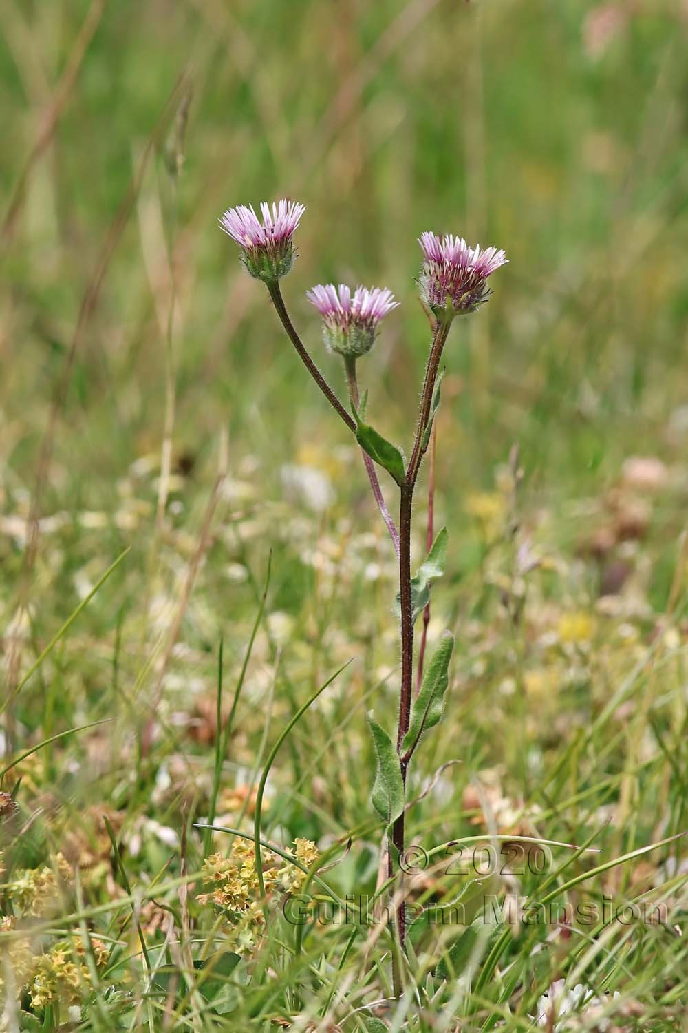 Erigeron atticus