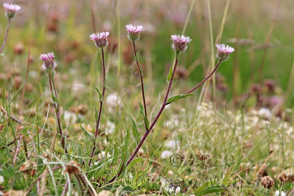 Erigeron atticus