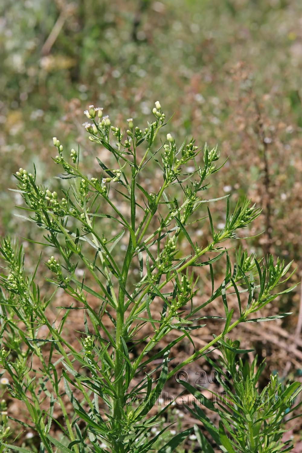 Erigeron [Conyza] canadensis