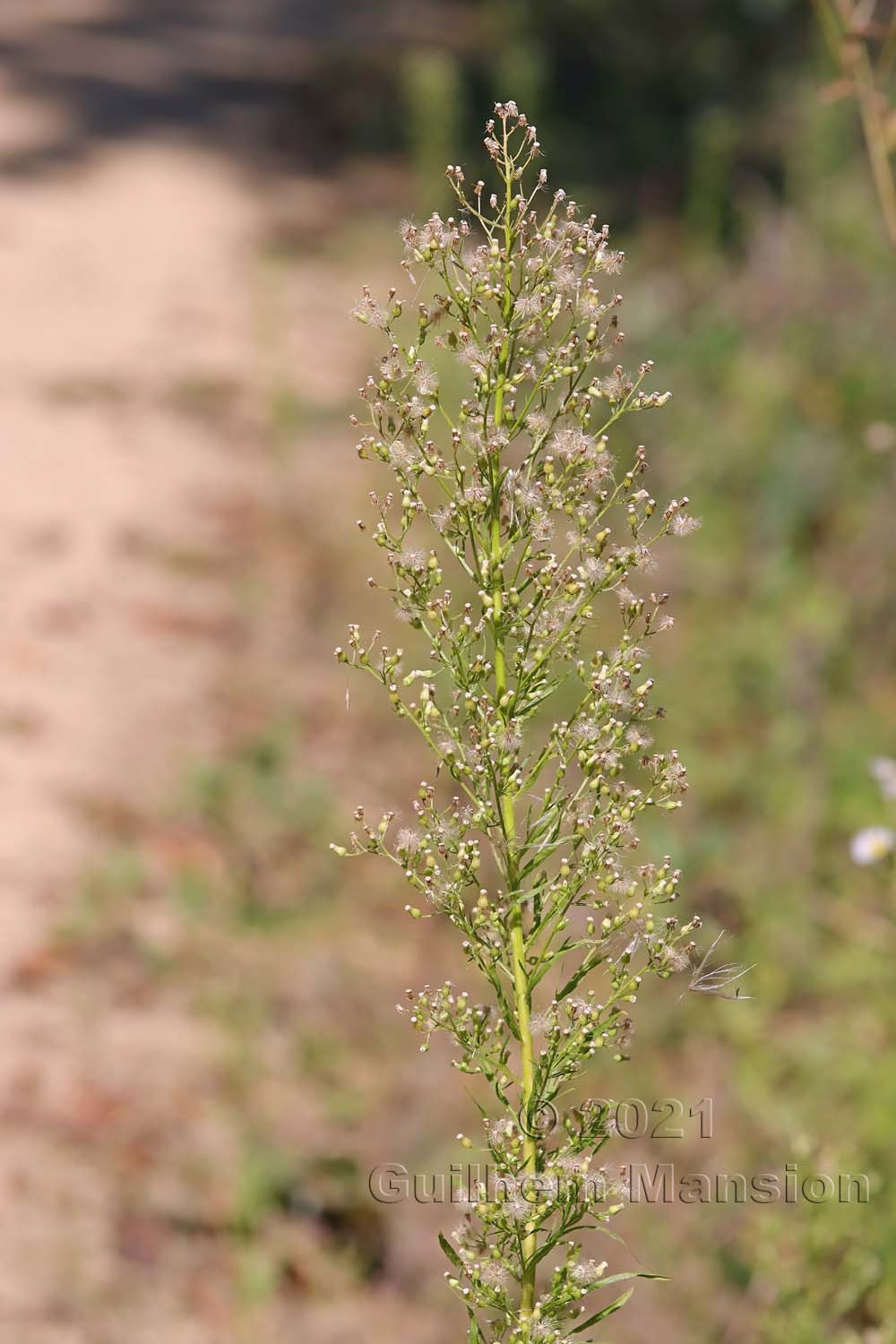 Erigeron [Conyza] canadensis