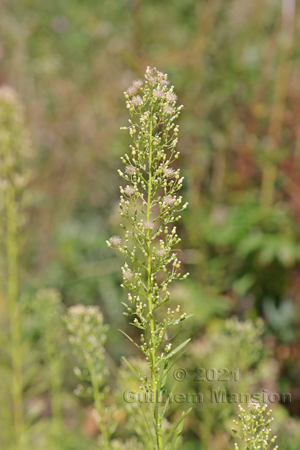 Erigeron [Conyza] canadensis