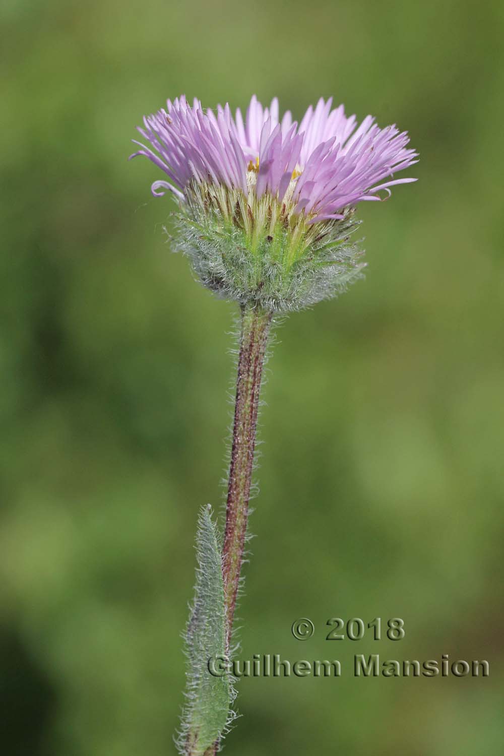 Erigeron neglectus