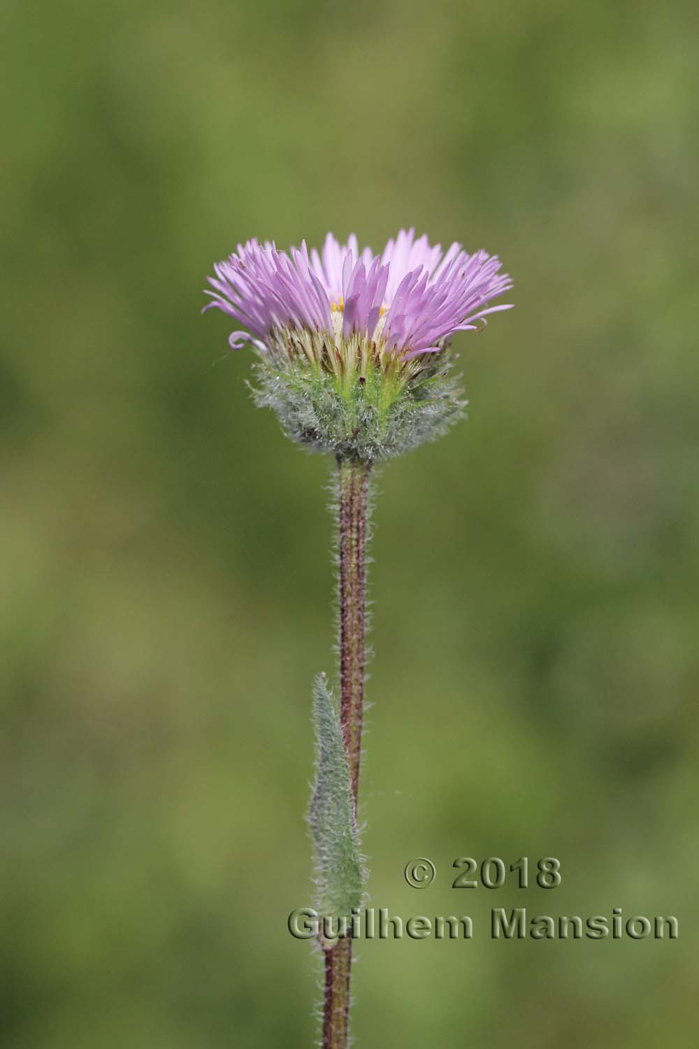 Erigeron neglectus