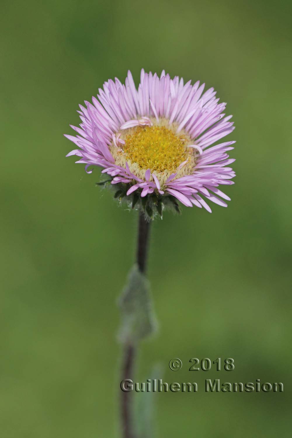 Erigeron neglectus