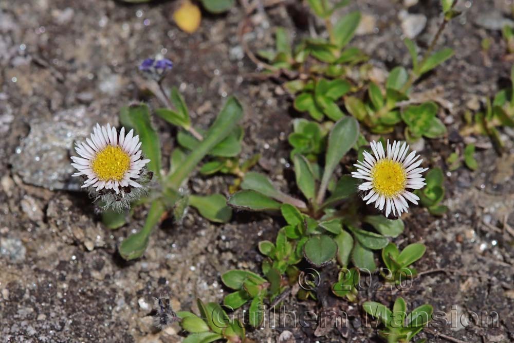 Erigeron uniflorus