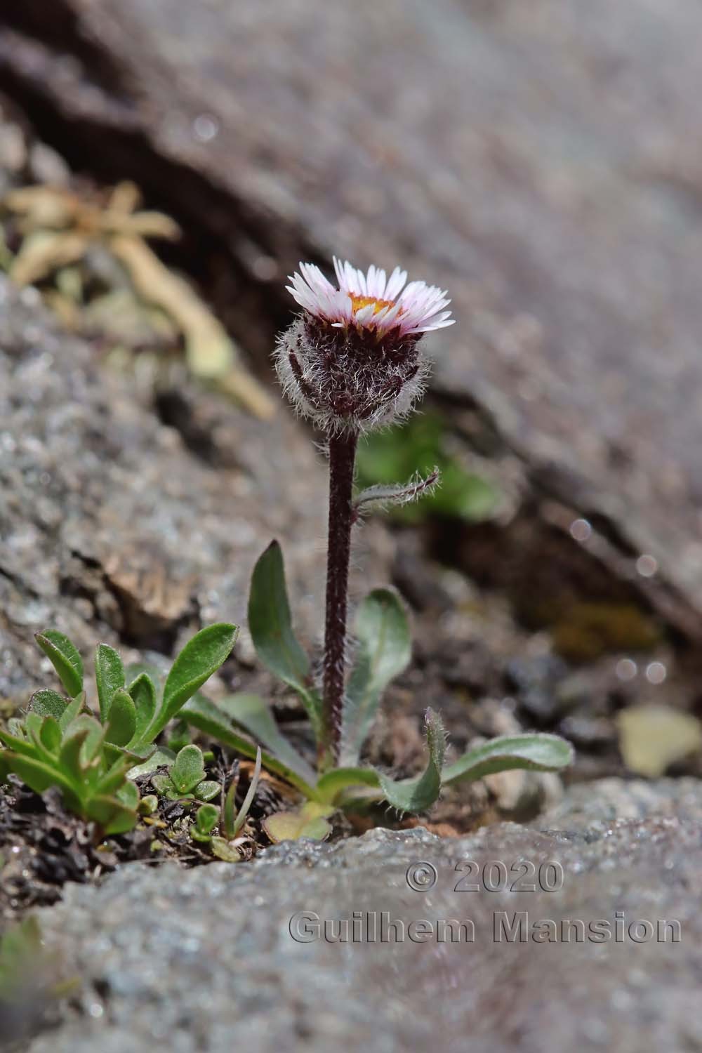 Erigeron uniflorus