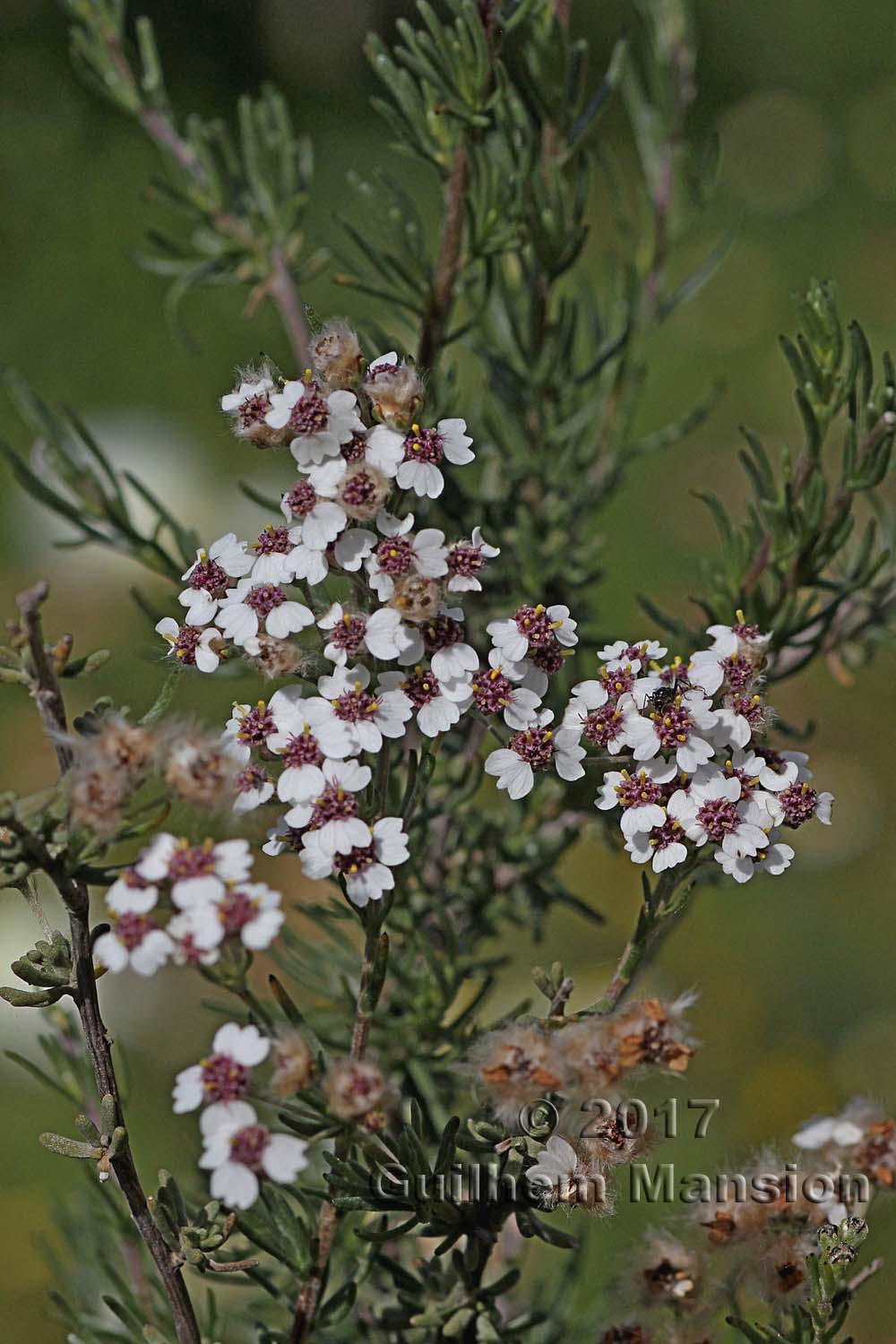 Eriocephalus brevifolius