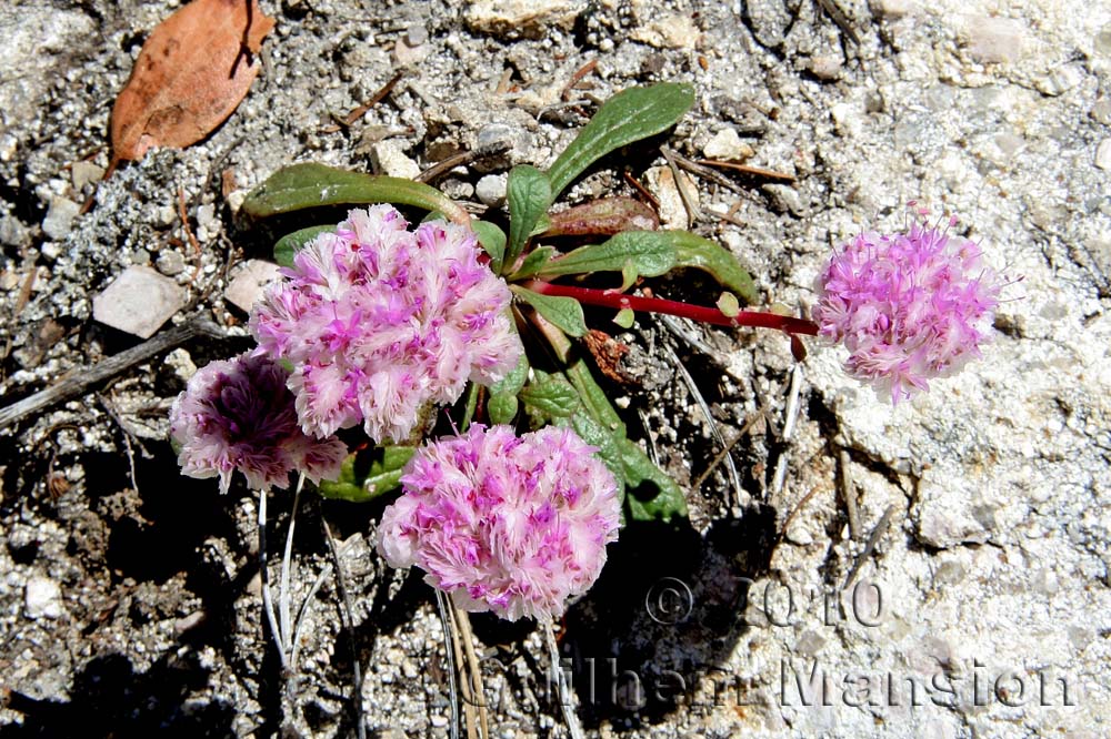 Eriogonum ovalifolium