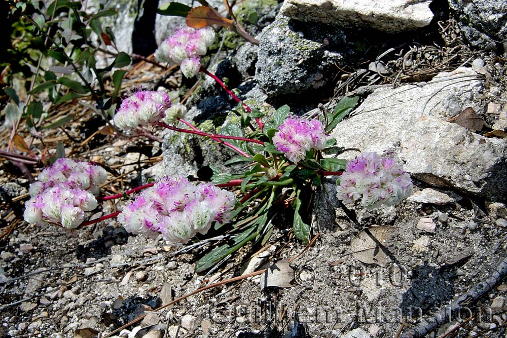 Eriogonum ovalifolium