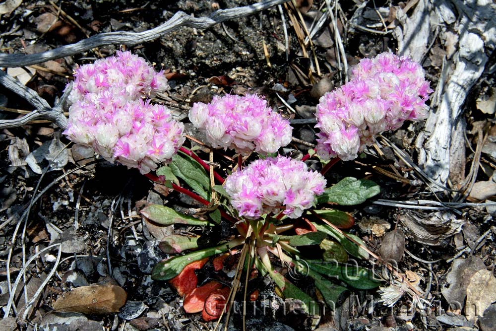 Eriogonum ovalifolium