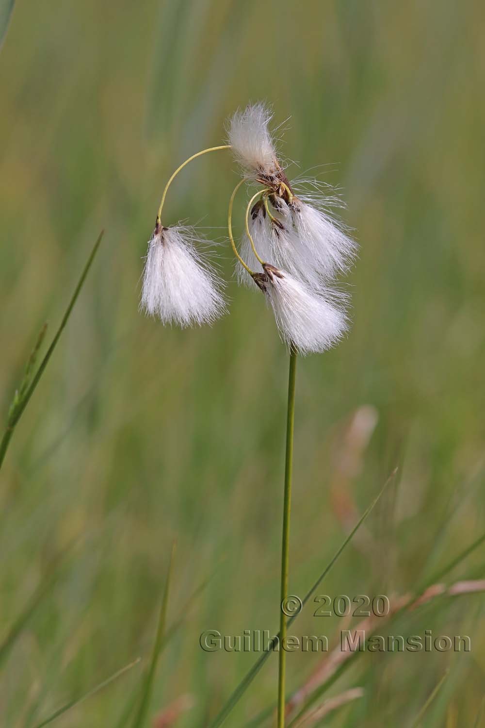 Eriophorum angustifolium