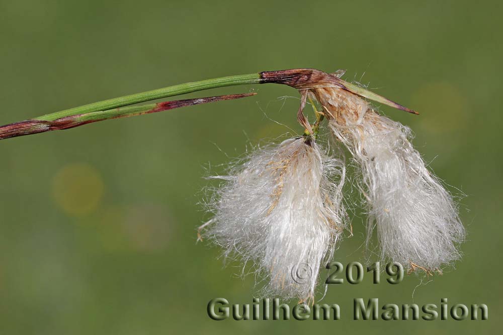 Eriophorum angustifolium