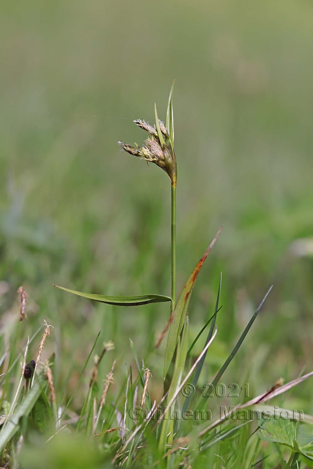 Eriophorum latifolium