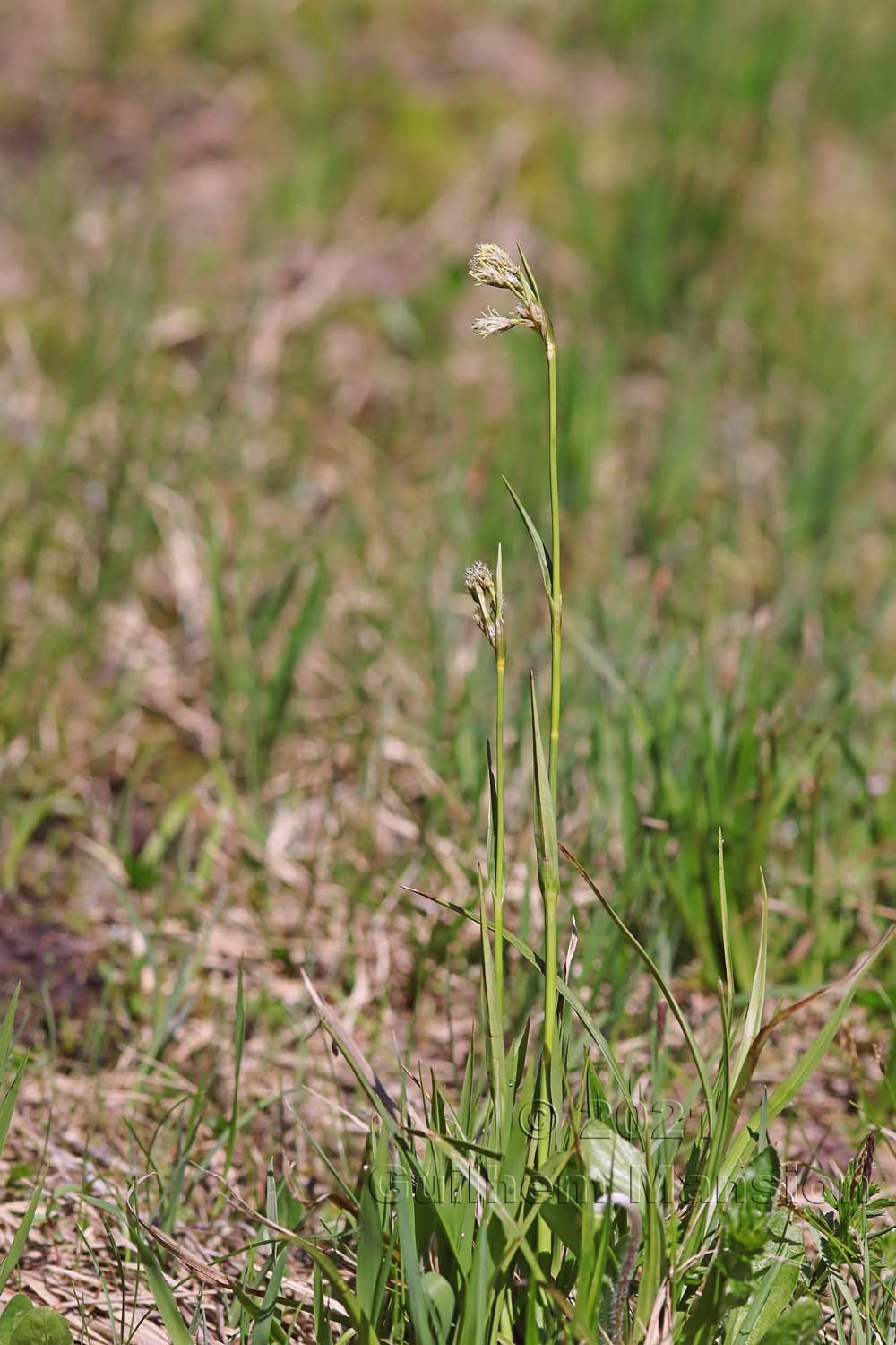 Eriophorum latifolium