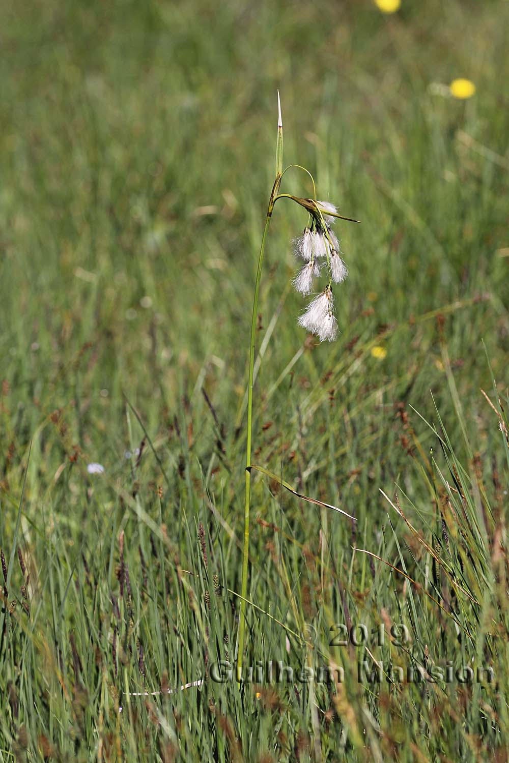 Eriophorum latifolium