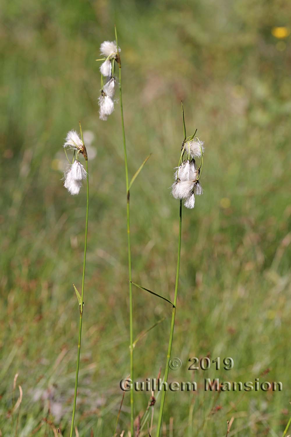 Eriophorum latifolium