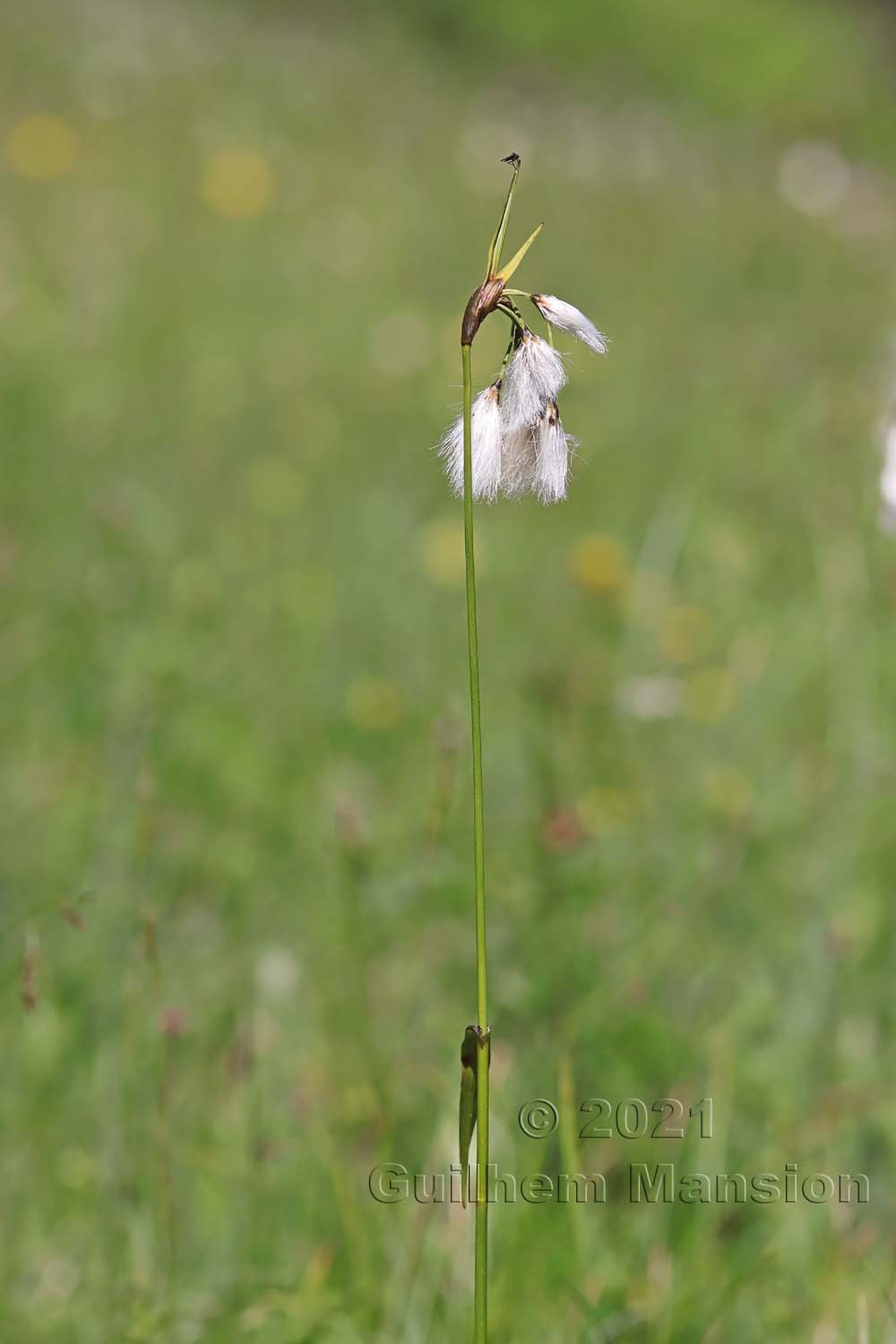 Eriophorum latifolium