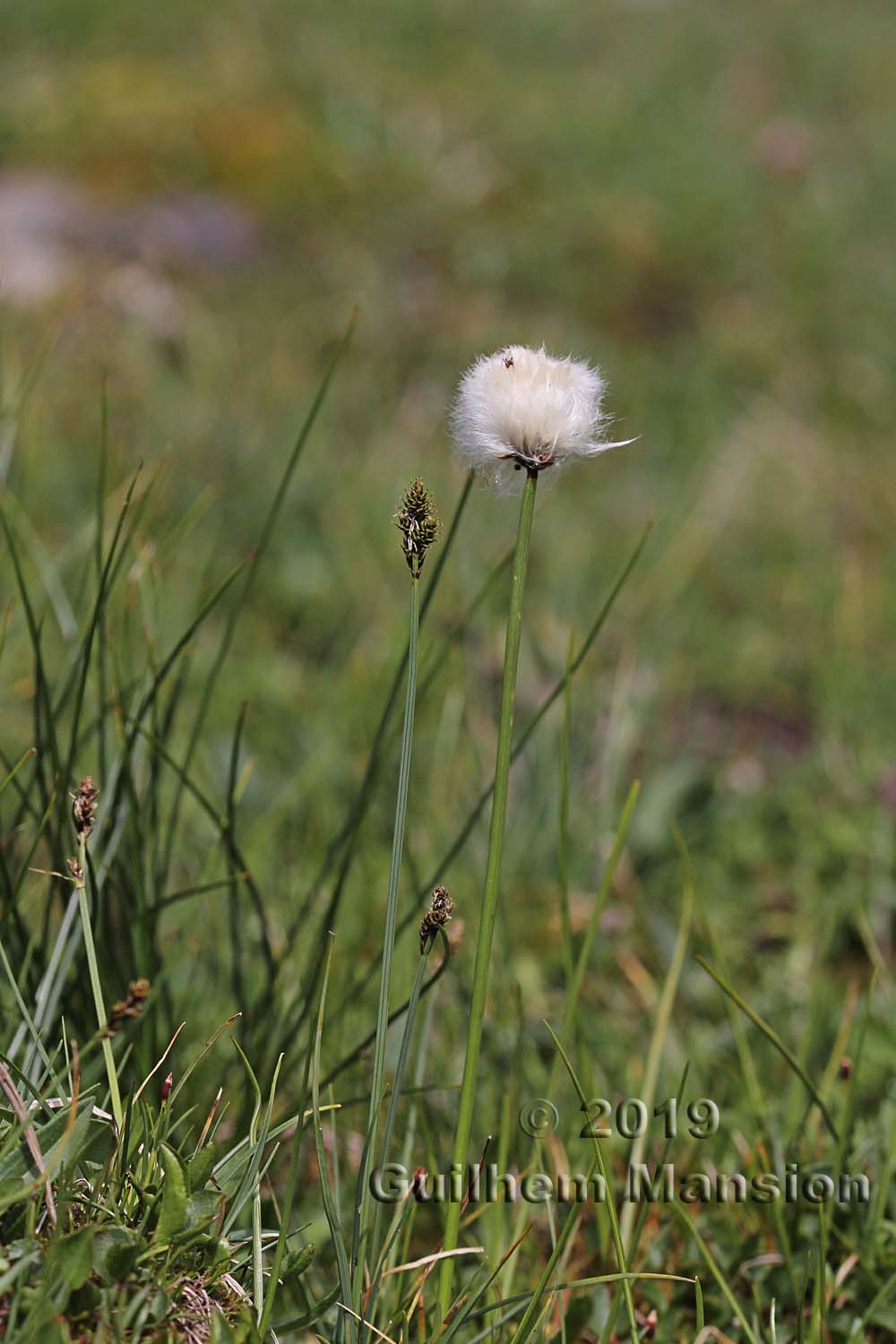 Eriophorum scheuchzeri