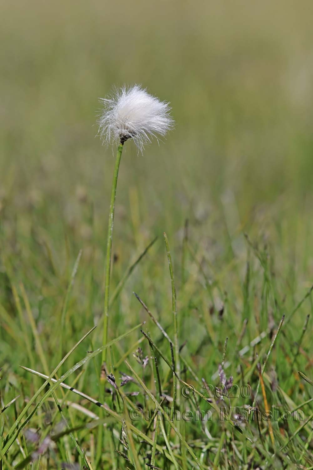 Eriophorum scheuchzeri