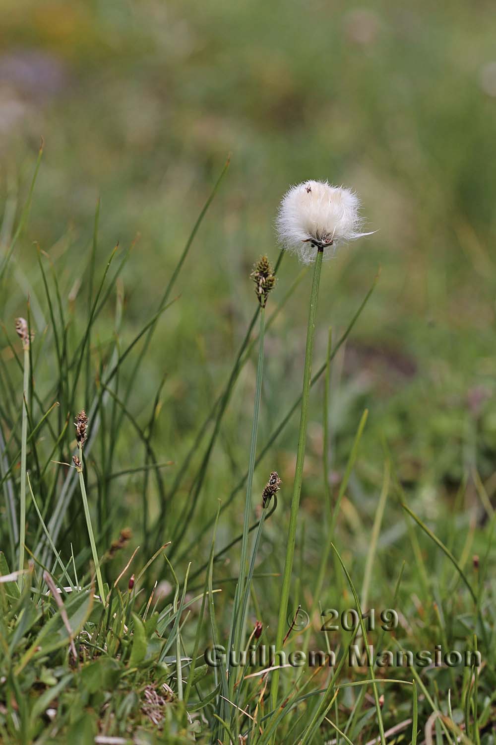 Eriophorum scheuchzeri