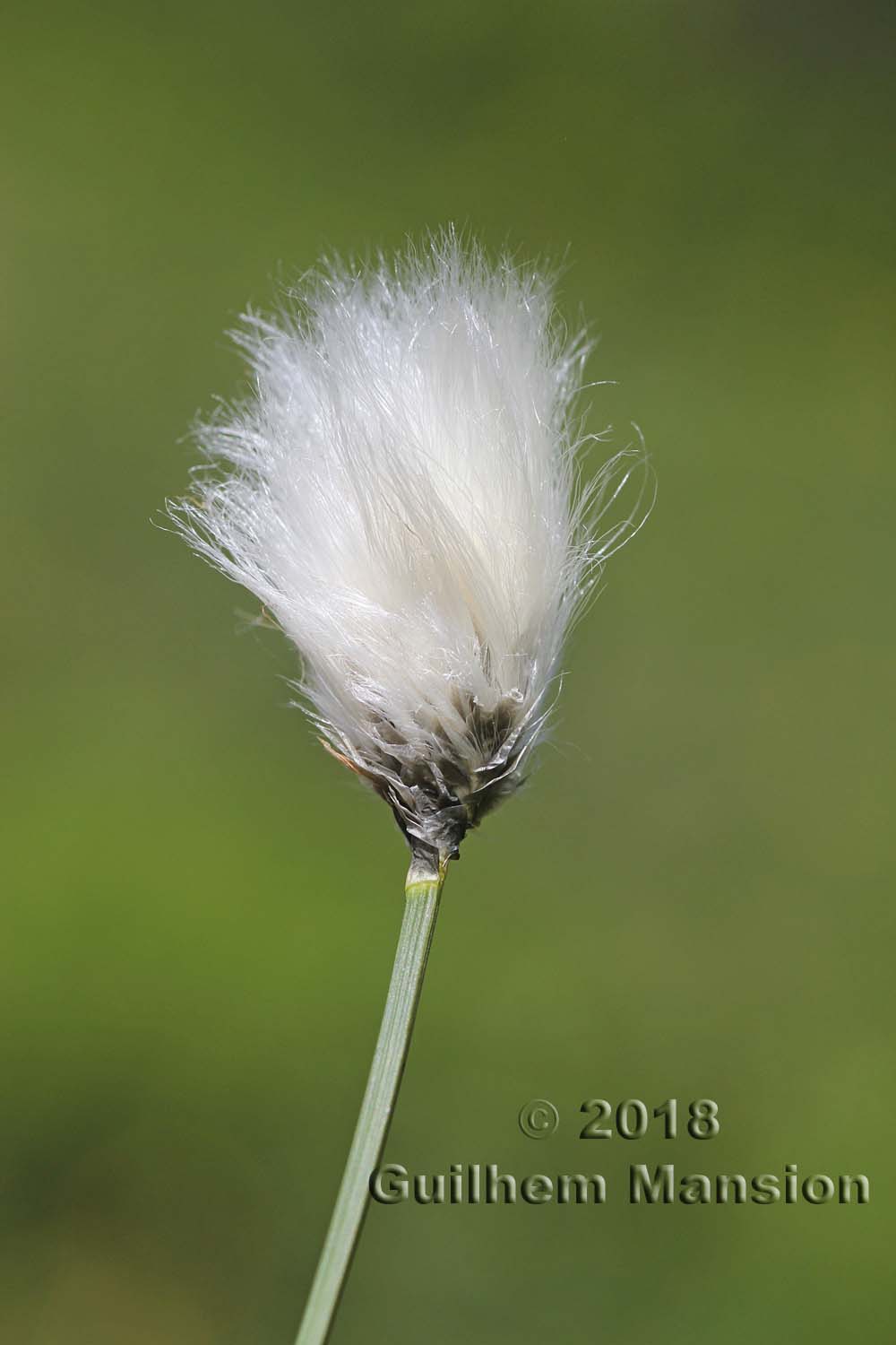 Eriophorum vaginatum