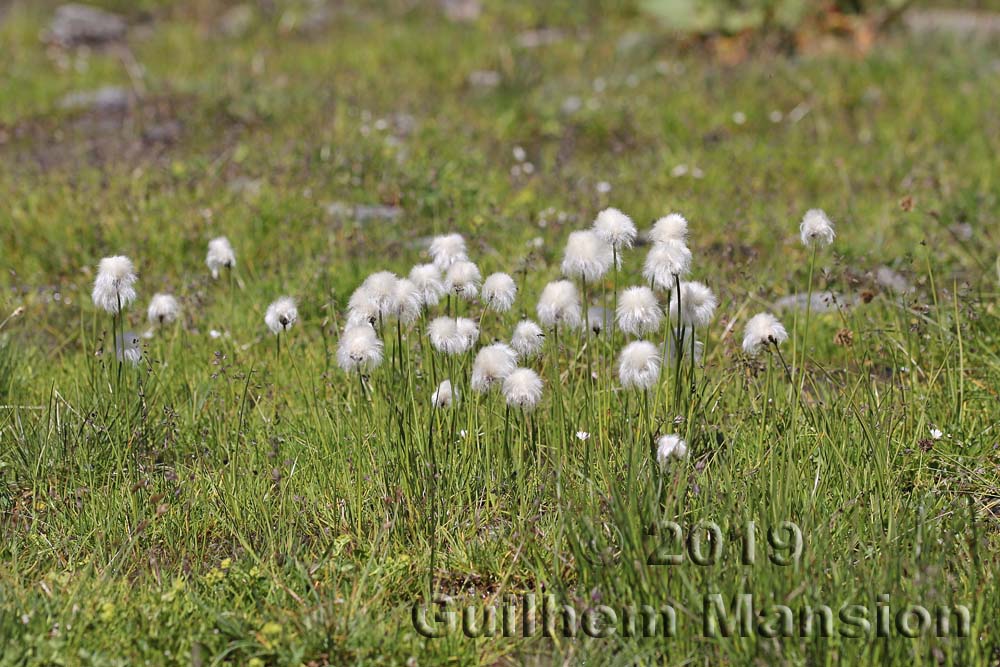 Eriophorum scheuchzeri