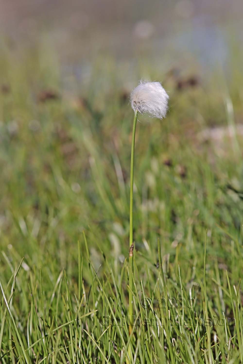 Eriophorum scheuchzeri