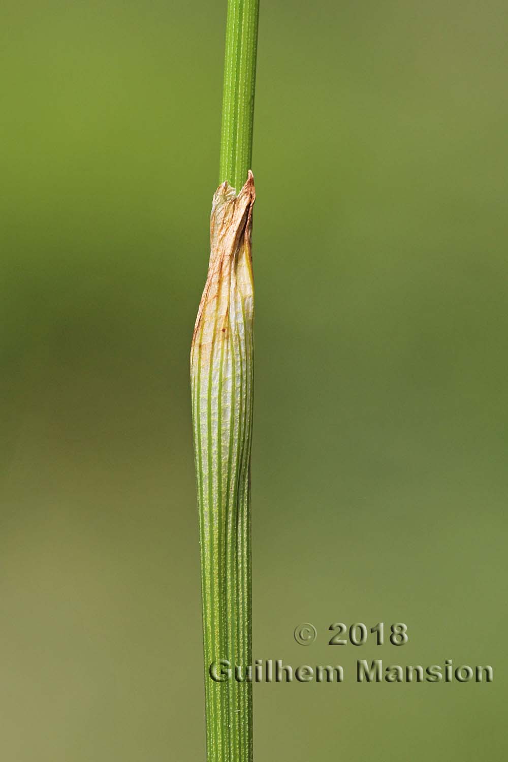 Eriophorum vaginatum