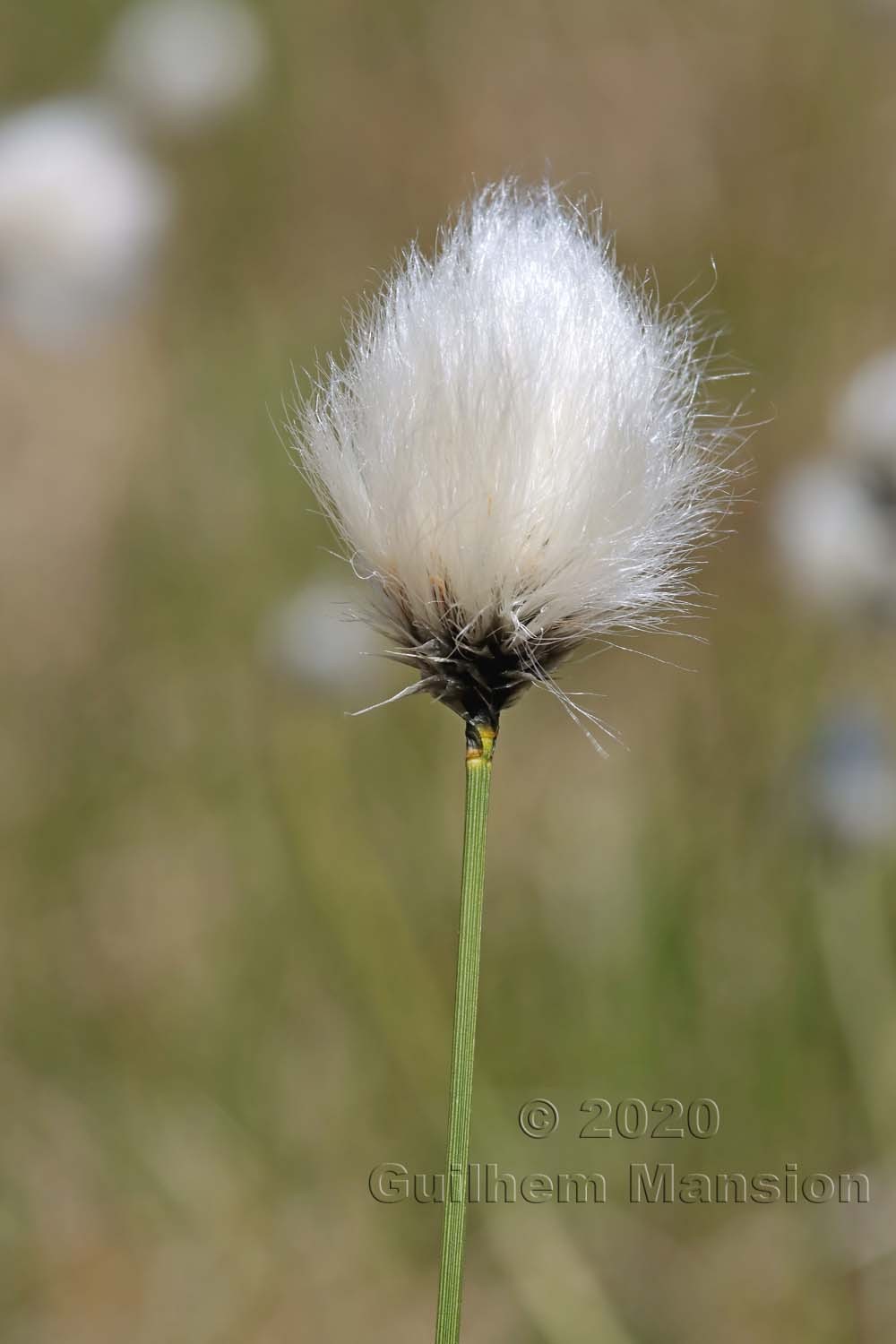 Eriophorum vaginatum