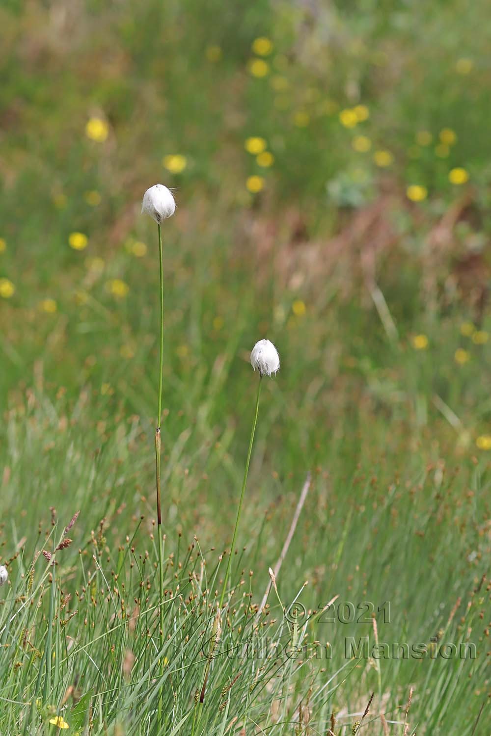 Eriophorum vaginatum