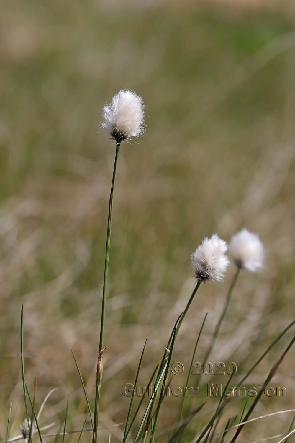 Eriophorum vaginatum