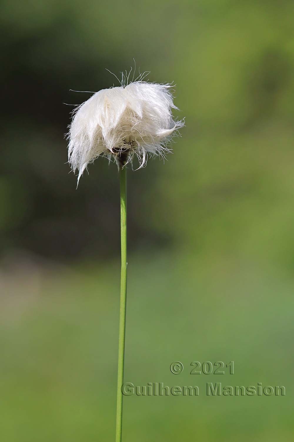 Eriophorum vaginatum