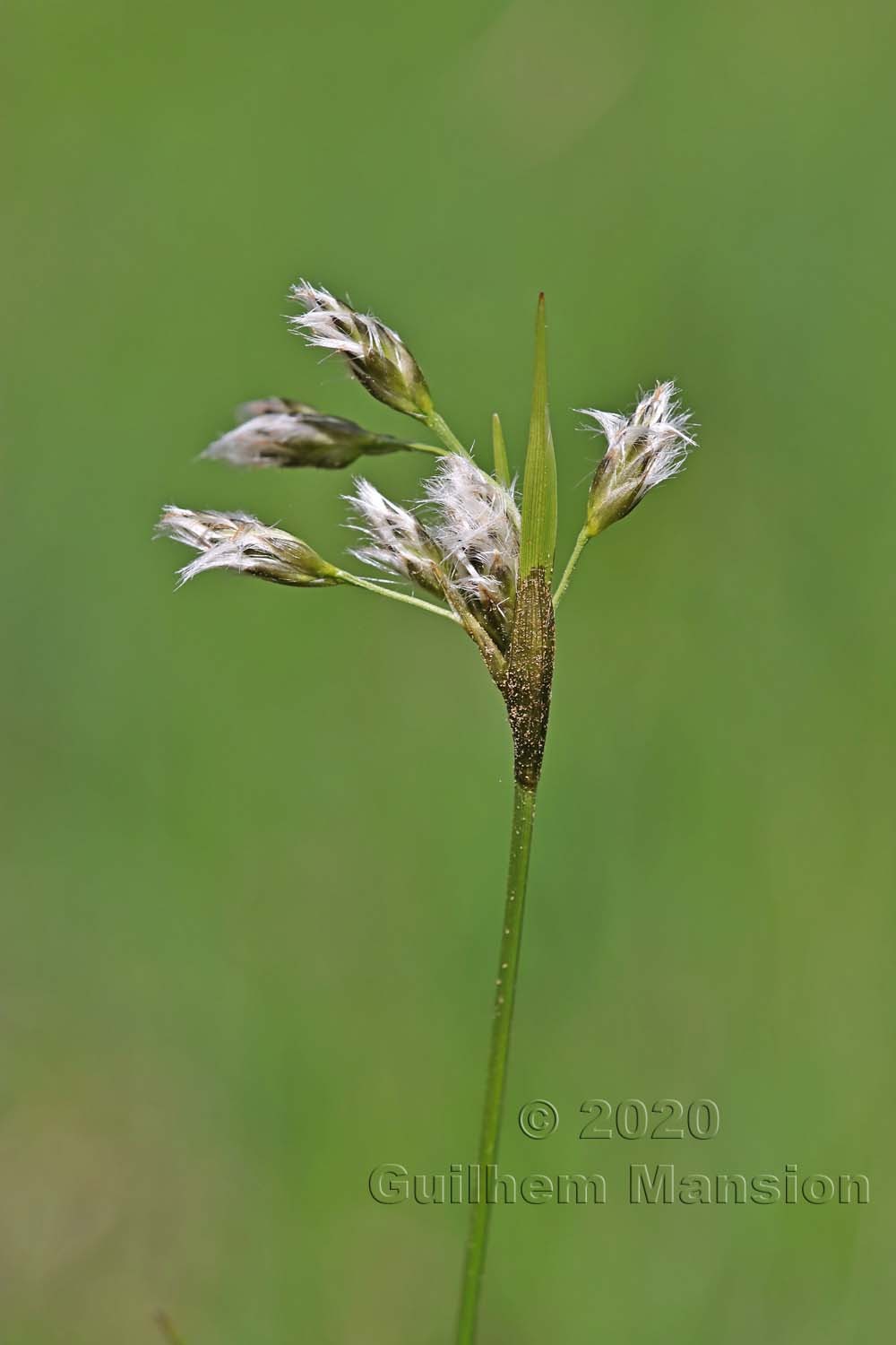 Eriophorum angustifolium