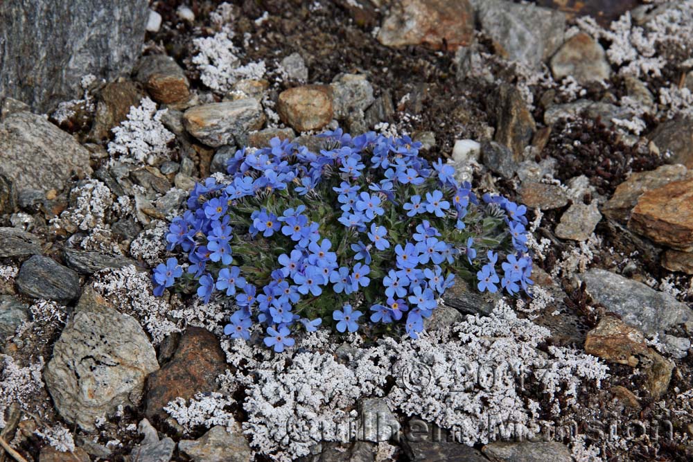 Eritrichium nanum