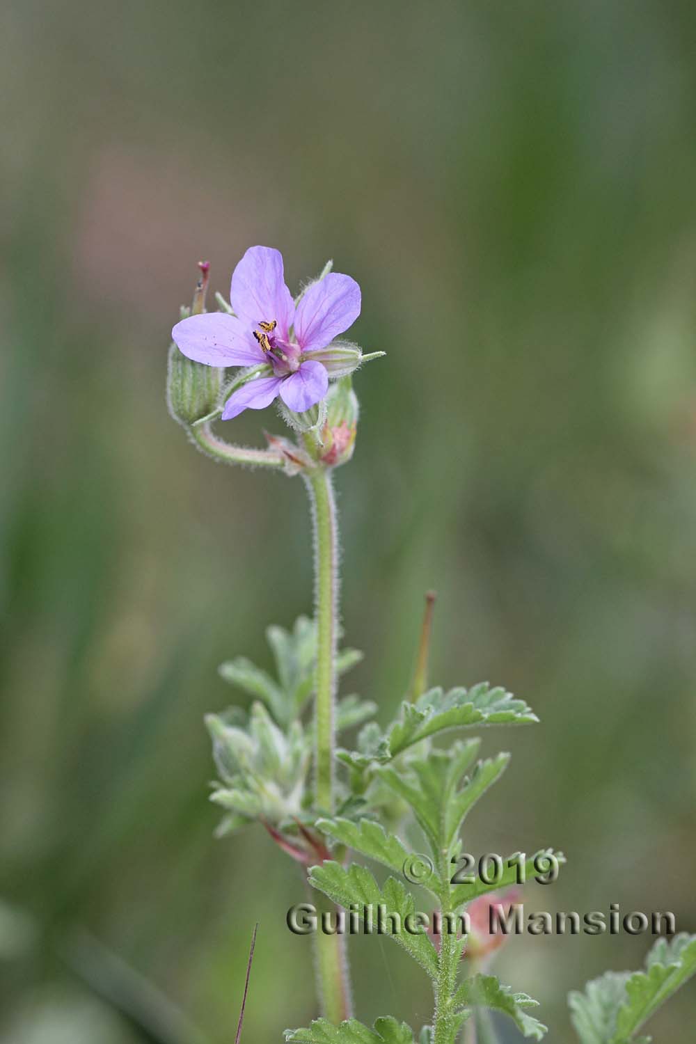 Erodium ciconium