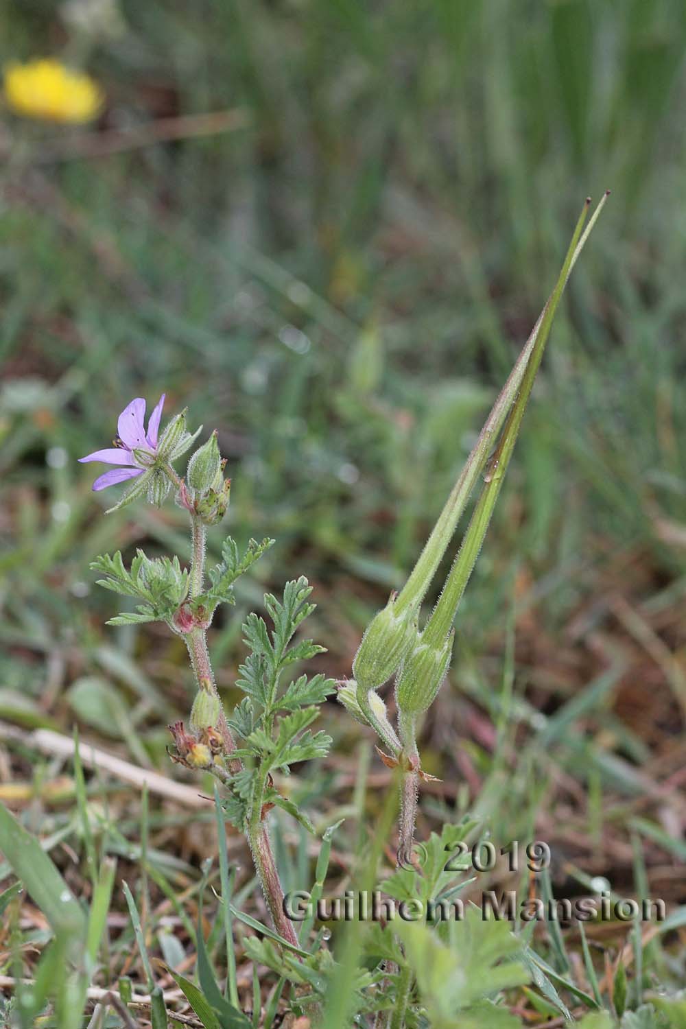 Erodium ciconium